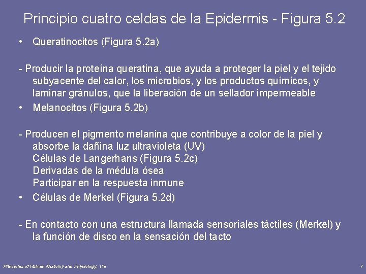 Principio cuatro celdas de la Epidermis - Figura 5. 2 • Queratinocitos (Figura 5.