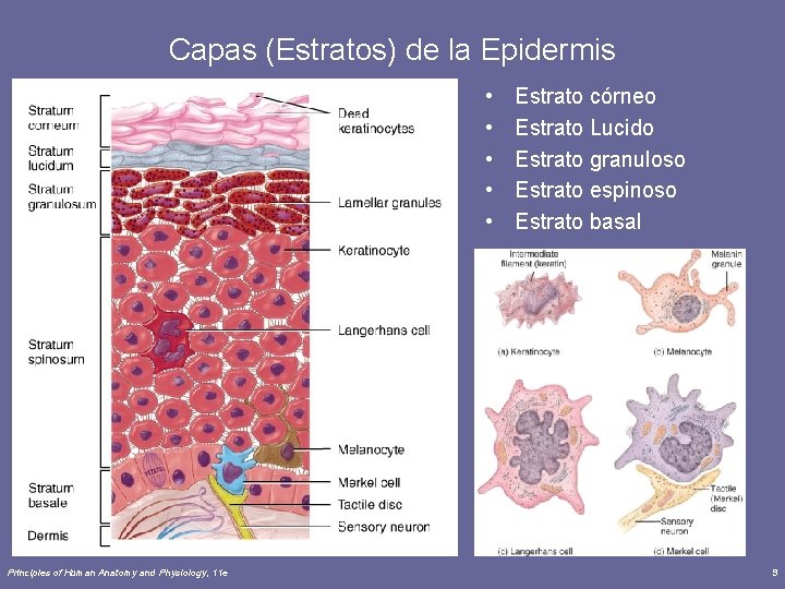 Capas (Estratos) de la Epidermis • • • Principles of Human Anatomy and Physiology,