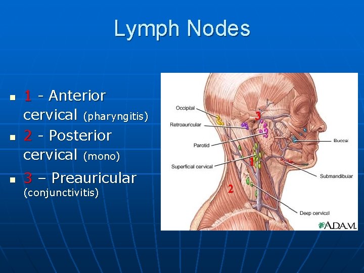 Lymph Nodes n n n 1 - Anterior cervical (pharyngitis) 2 - Posterior cervical