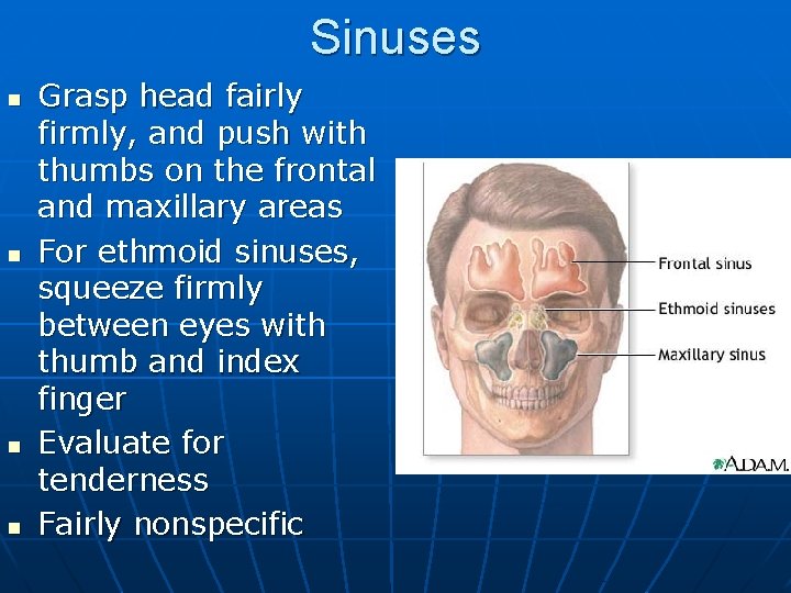 Sinuses n n Grasp head fairly firmly, and push with thumbs on the frontal