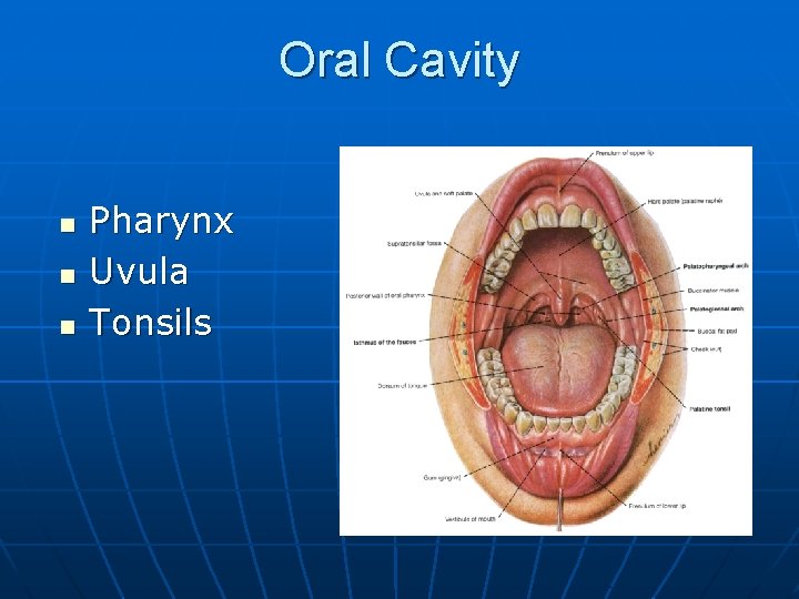 Oral Cavity n n n Pharynx Uvula Tonsils 