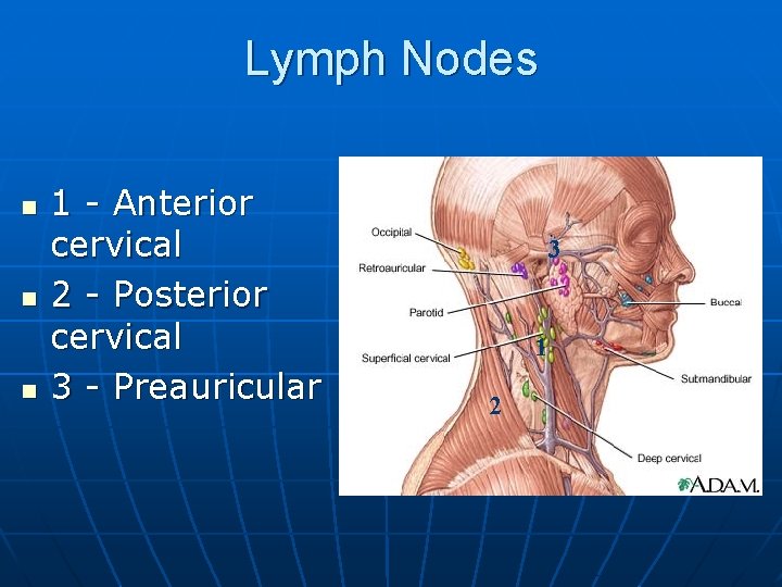 Lymph Nodes n n n 1 - Anterior cervical 2 - Posterior cervical 3