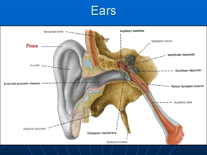 Ears Pinna 