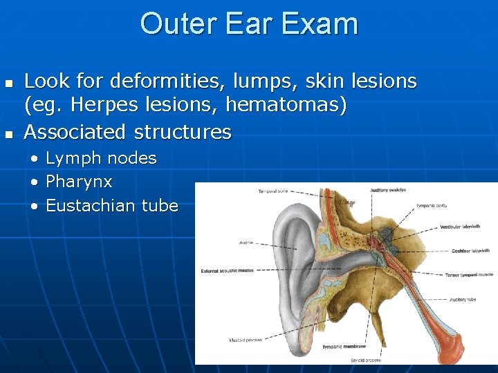 Outer Ear Exam n n Look for deformities, lumps, skin lesions (eg. Herpes lesions,