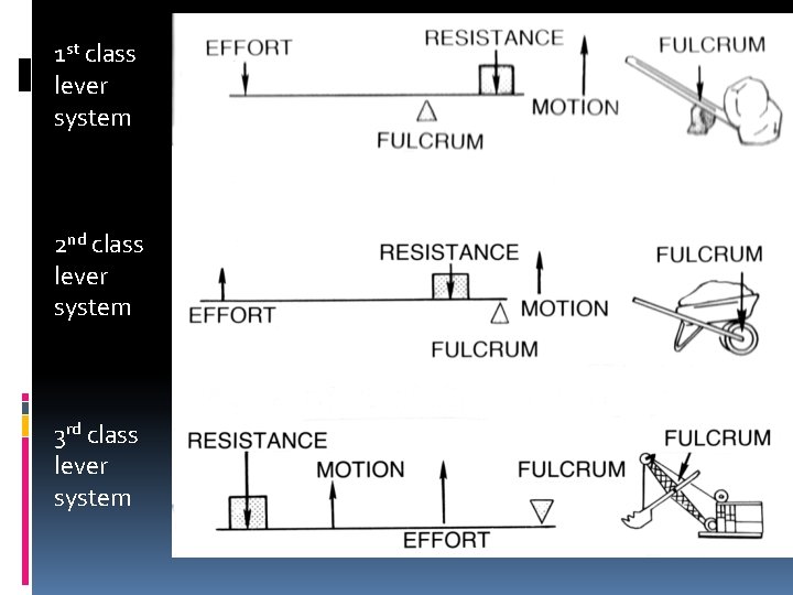 1 st class lever system 2 nd class lever system 3 rd class lever