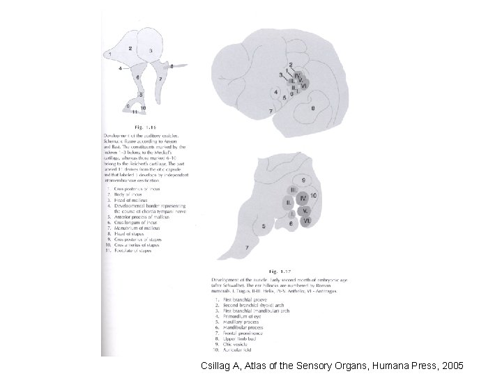 Csillag A, Atlas of the Sensory Organs, Humana Press, 2005 Csillag A, Atlas of the Sensory Organs, Humana Press, 2005