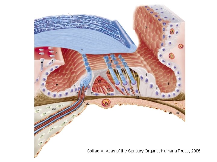 Csillag A, Atlas of the Sensory Organs, Humana Press, 2005 Csillag A, Atlas of the Sensory Organs, Humana Press, 2005