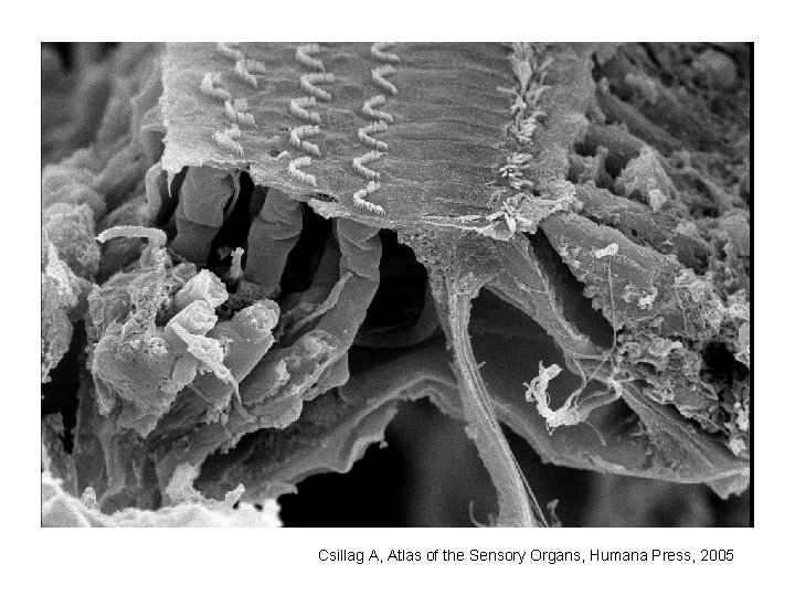 Csillag A, Atlas of the Sensory Organs, Humana Press, 2005 Csillag A, Atlas of the Sensory Organs, Humana Press, 2005