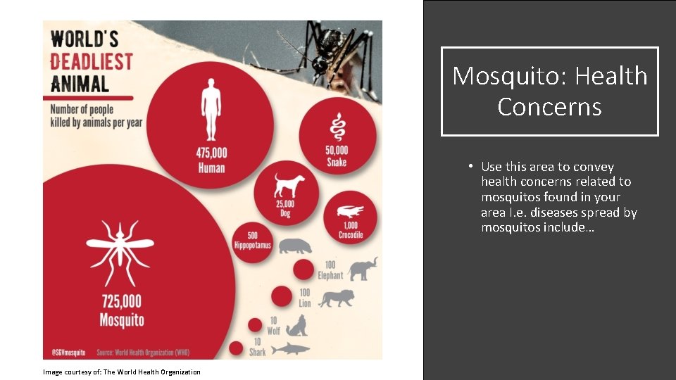 Mosquito: Health Concerns • Use this area to convey health concerns related to mosquitos