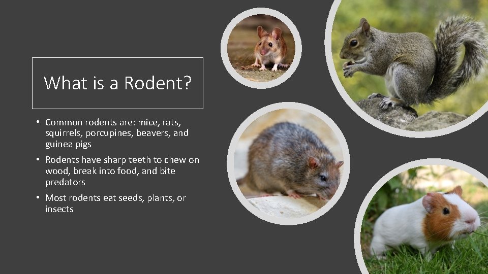 What is a Rodent? • Common rodents are: mice, rats, squirrels, porcupines, beavers, and