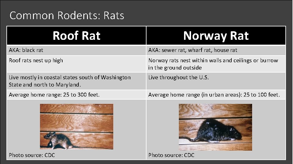 Common Rodents: Rats Roof Rat Norway Rat AKA: black rat AKA: sewer rat, wharf