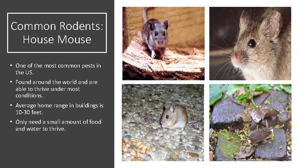 Common Rodents: House Mouse • One of the most common pests in the US.