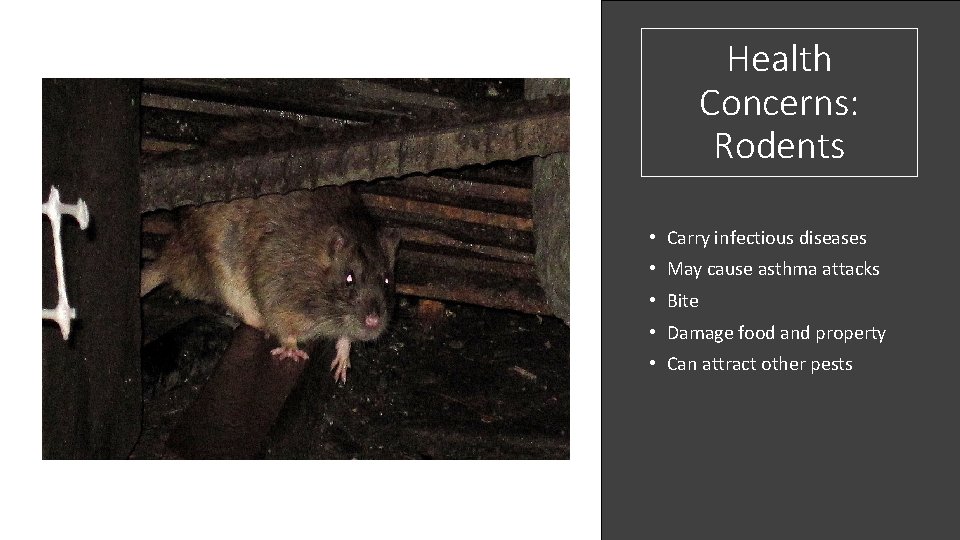 Health Concerns: Rodents • Carry infectious diseases • May cause asthma attacks • Bite