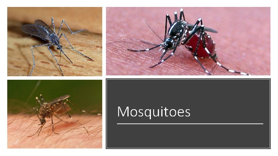 Mosquitoes 