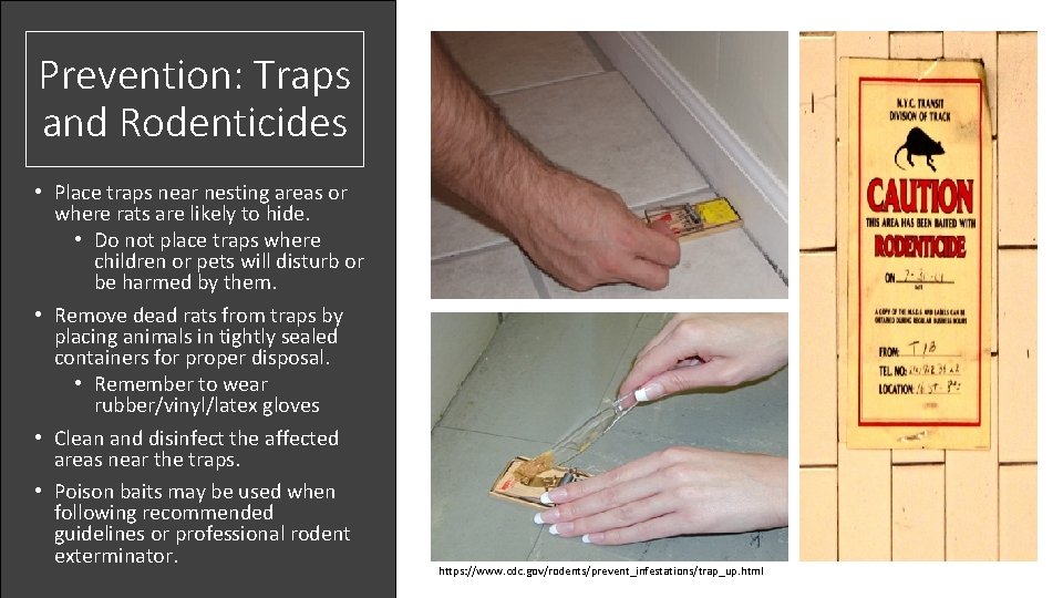 Prevention: Traps and Rodenticides • Place traps near nesting areas or where rats are