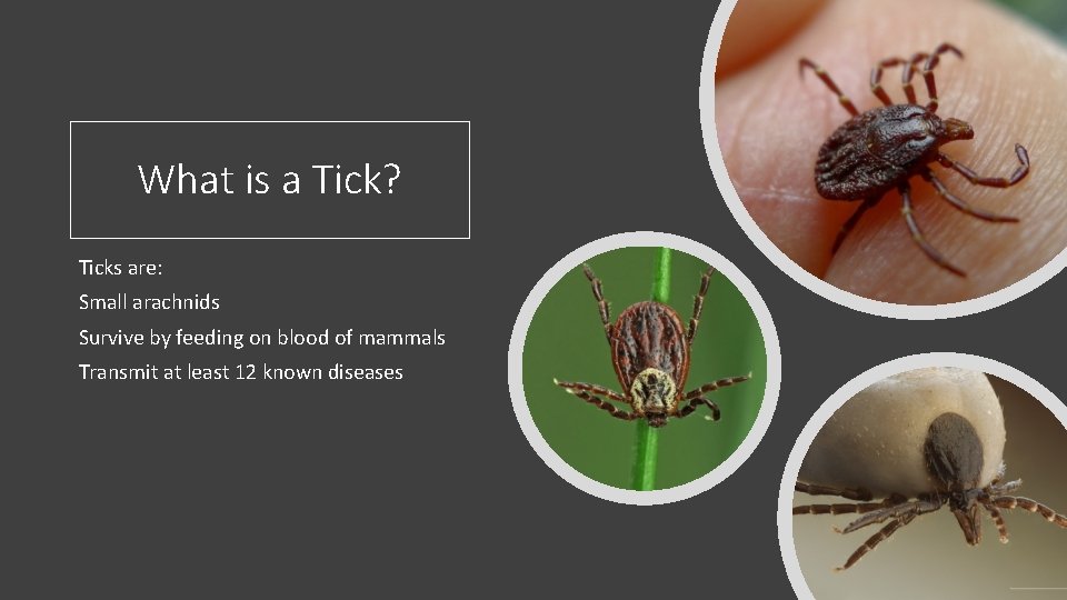 What is a Tick? Ticks are: Small arachnids Survive by feeding on blood of