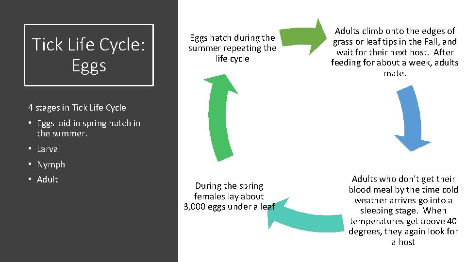 Tick Life Cycle: Eggs hatch during the summer repeating the life cycle Adults climb