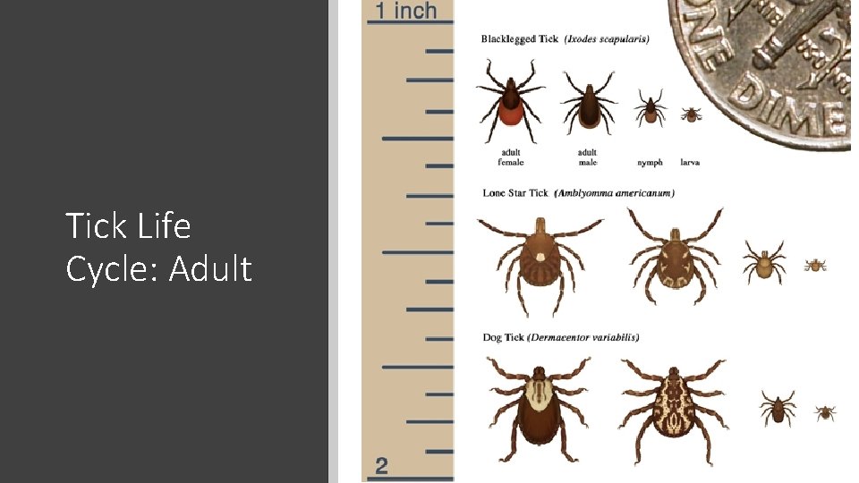 Tick Life Cycle: Adult 