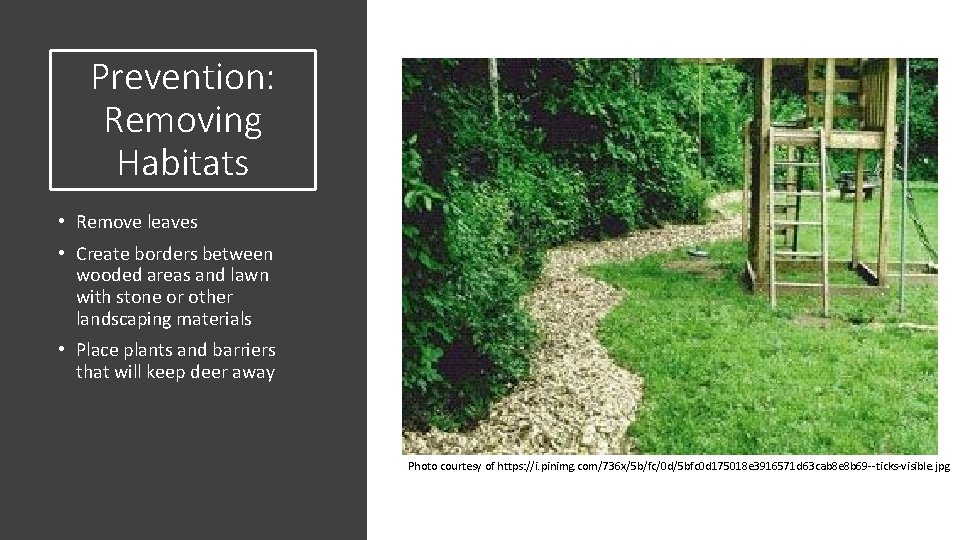 Prevention: Removing Habitats • Remove leaves • Create borders between wooded areas and lawn