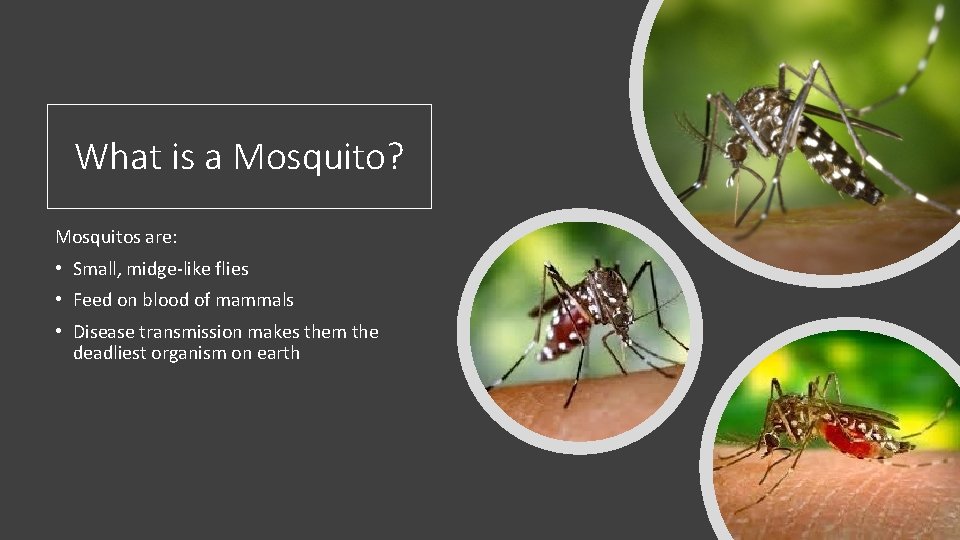 What is a Mosquito? Mosquitos are: • Small, midge-like flies • Feed on blood