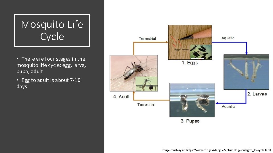 Mosquito Life Cycle • There are four stages in the mosquito life cycle: egg,