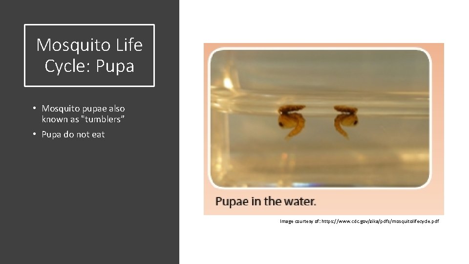 Mosquito Life Cycle: Pupa • Mosquito pupae also known as "tumblers” • Pupa do