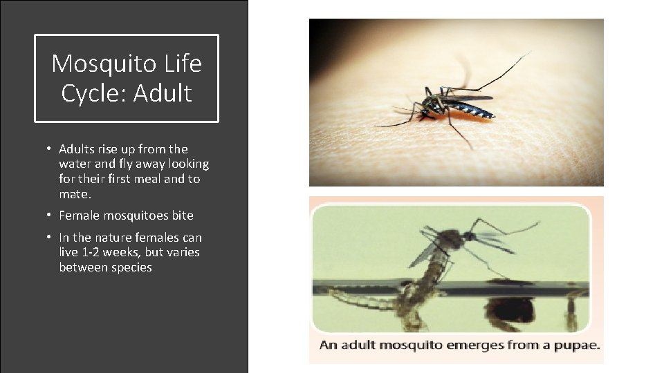 Mosquito Life Cycle: Adult • Adults rise up from the water and fly away