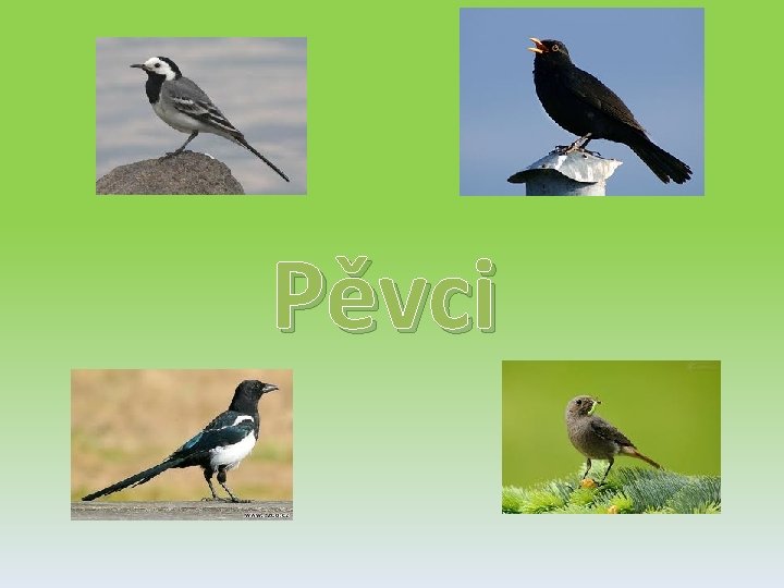 Pěvci 
