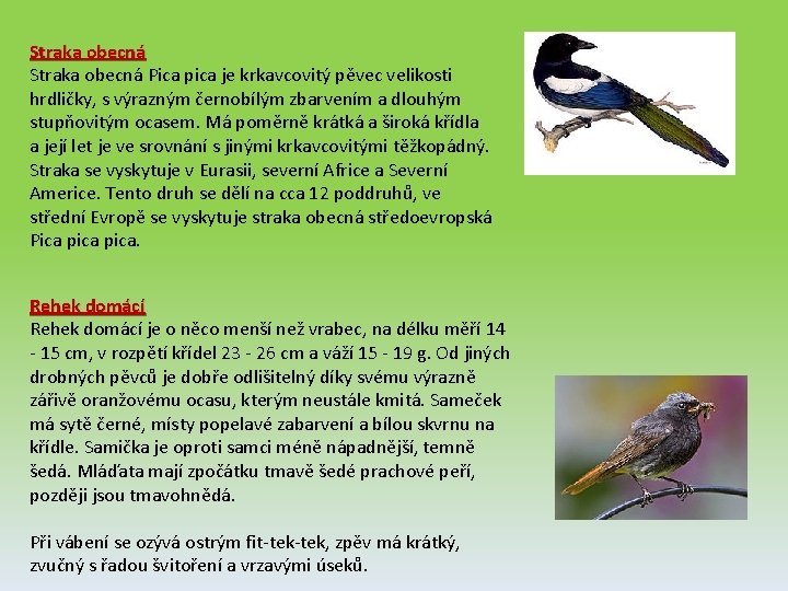 Straka obecná Pica pica je krkavcovitý pěvec velikosti hrdličky, s výrazným černobílým zbarvením a