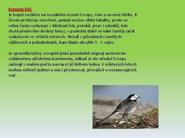 Konipas bílý Je hojně rozšířen na rozsáhlém území Evropy, Asie a severní Afriky. K