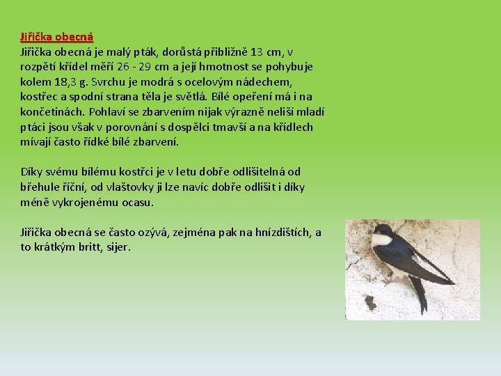 Jiřička obecná je malý pták, dorůstá přibližně 13 cm, v rozpětí křídel měří 26