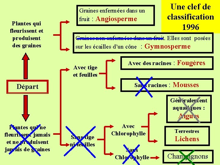 Plantes qui fleurissent et produisent des graines Graines enfermées dans un fruit : Angiosperme