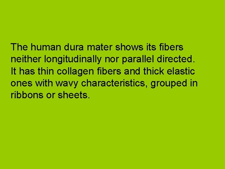The human dura mater shows its fibers neither longitudinally nor parallel directed. It has