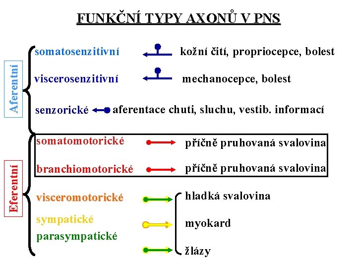 Eferentní Aferentní FUNKČNÍ TYPY AXONŮ V PNS somatosenzitivní kožní čití, propriocepce, bolest viscerosenzitivní mechanocepce,