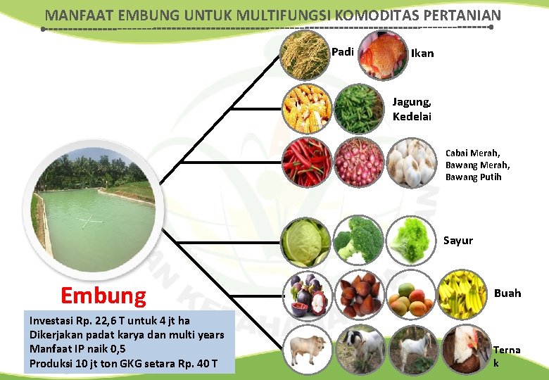 MANFAAT EMBUNG UNTUK MULTIFUNGSI KOMODITAS PERTANIAN Padi Ikan Jagung, Kedelai Cabai Merah, Bawang Putih