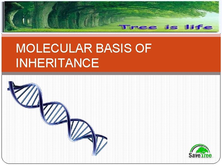 MOLECULAR BASIS OF INHERITANCE 