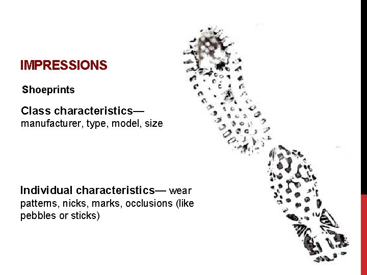 IMPRESSIONS Shoeprints Class characteristics— manufacturer, type, model, size Individual characteristics— wear patterns, nicks, marks,