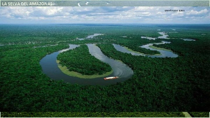 LA SELVA DEL AMAZONAS El tramo brasileño del río Amazonas discurre entre las ciudades