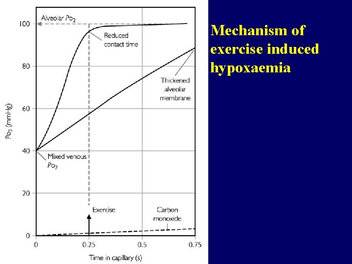 Mechanism of exercise induced hypoxaemia 