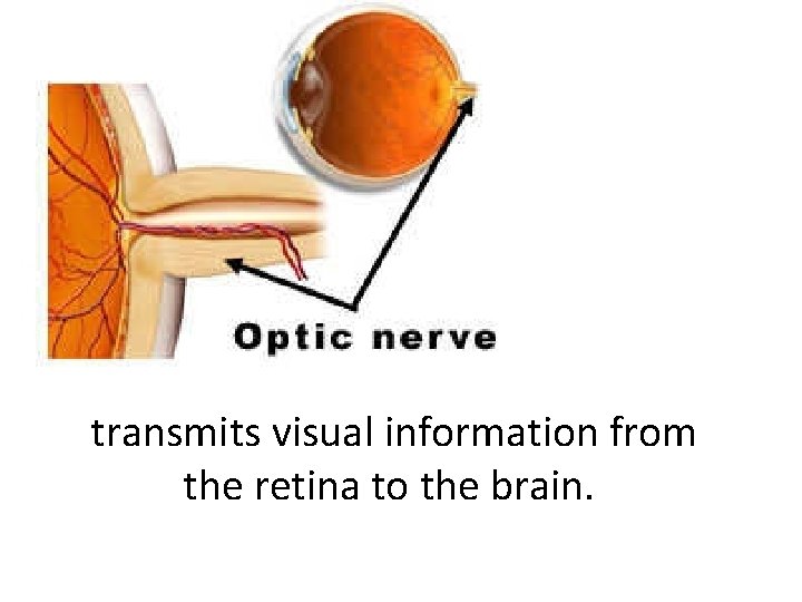 transmits visual information from the retina to the brain. 