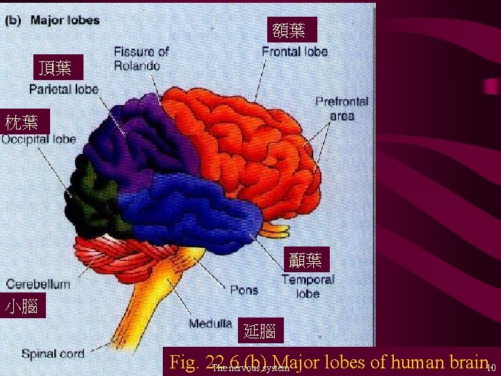 額葉 頂葉 枕葉 顳葉 小腦 延腦 Fig. 22. 6 (b)system Major lobes of human