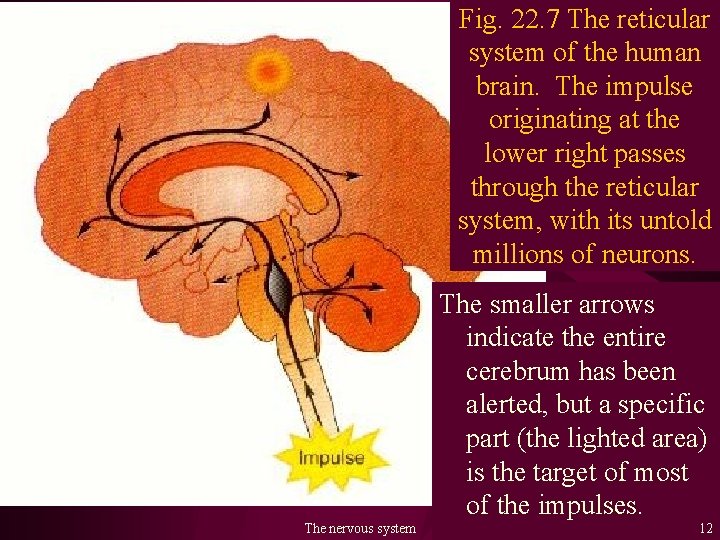 Fig. 22. 7 The reticular system of the human brain. The impulse originating at