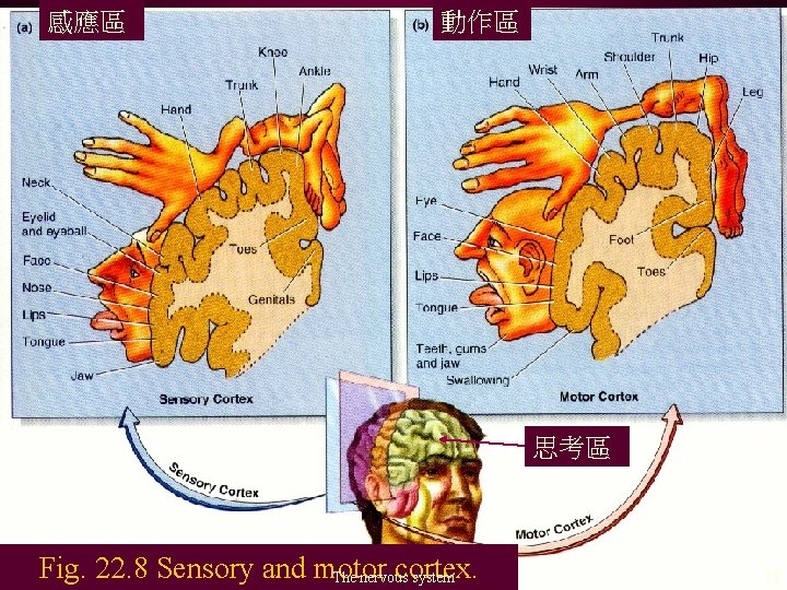 感應區 動作區 思考區 Fig. 22. 8 Sensory and motor cortex. The nervous system 13