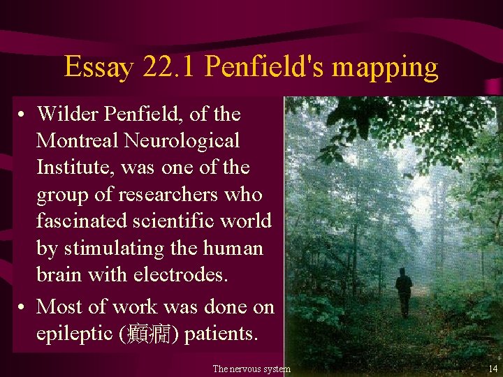 Essay 22. 1 Penfield's mapping • Wilder Penfield, of the Montreal Neurological Institute, was