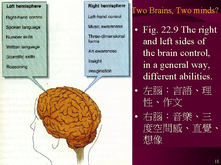 Two Brains, Two minds? • Fig. 22. 9 The right and left sides of