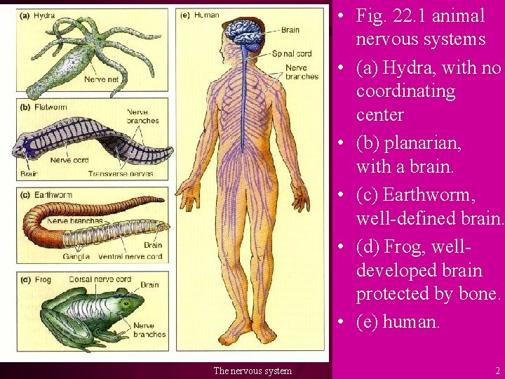  • Fig. 22. 1 animal nervous systems • (a) Hydra, with no coordinating