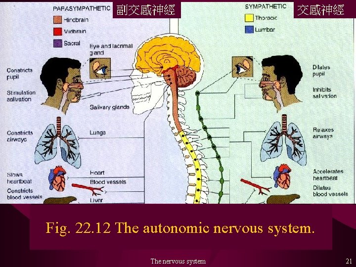 副交感神經 Fig. 22. 12 The autonomic nervous system. The nervous system 21 
