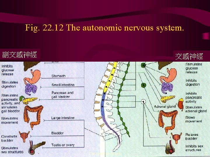 Fig. 22. 12 The autonomic nervous system. 副交感神經 The nervous system 22 