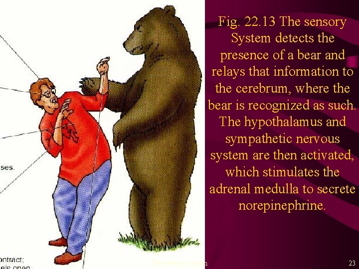 Fig. 22. 13 The sensory System detects the presence of a bear and relays