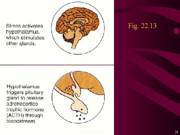 Fig. 22. 13 The nervous system 24 